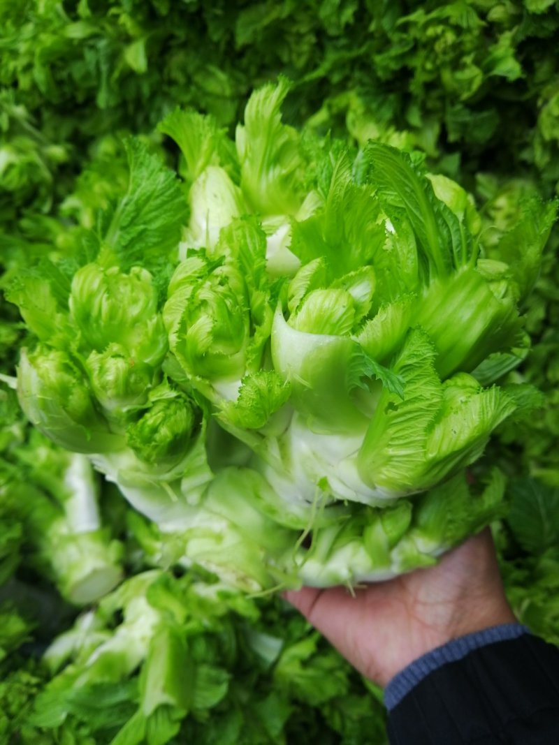儿菜四川儿菜基地直供量大从优大小心都有