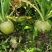 代收大量芥菜头质量好