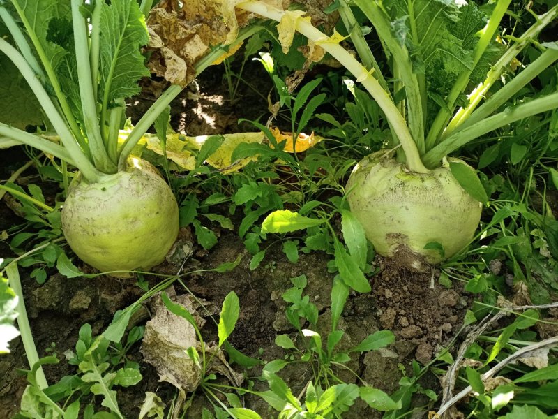 代收大量芥菜头质量好