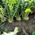 代收大量芥菜头质量好