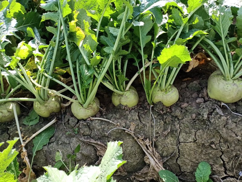 代收大量芥菜头质量好