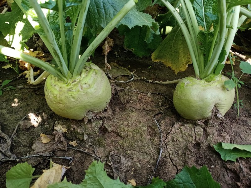 代收大量芥菜头质量好