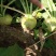 代收大量芥菜头质量好