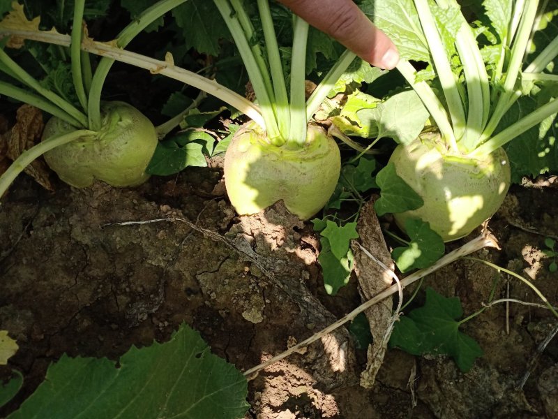 代收大量芥菜头质量好