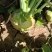 代收大量芥菜头质量好