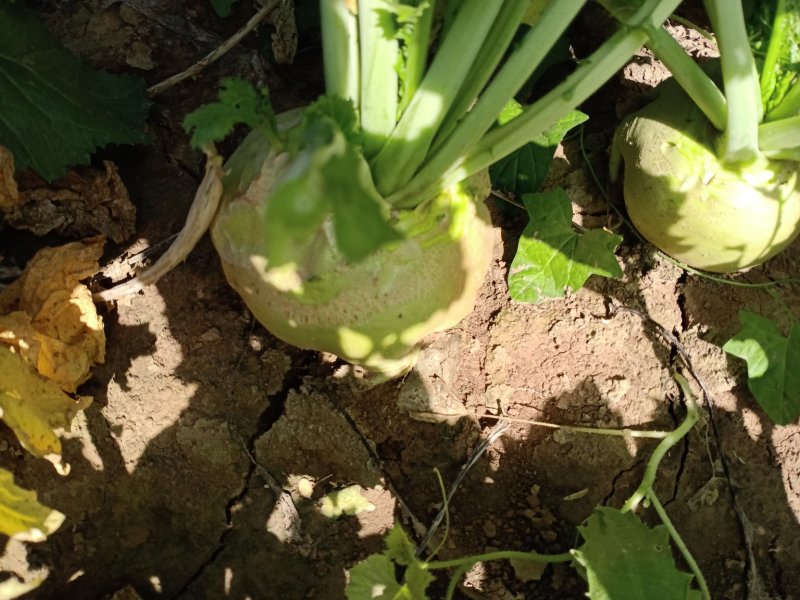 代收大量芥菜头质量好