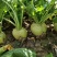 代收大量芥菜头质量好