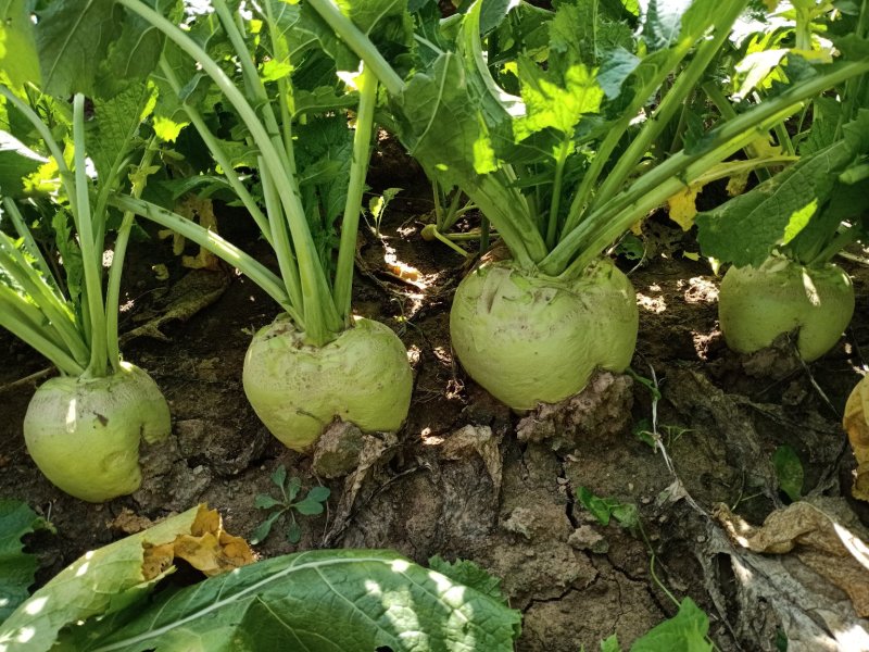 代收大量芥菜头质量好
