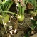代收大量芥菜头质量好