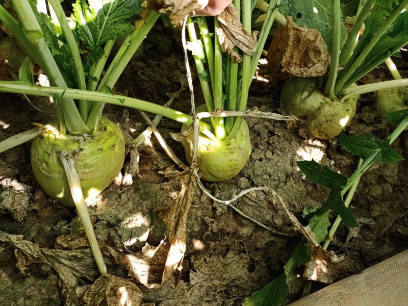 代收大量芥菜头质量好