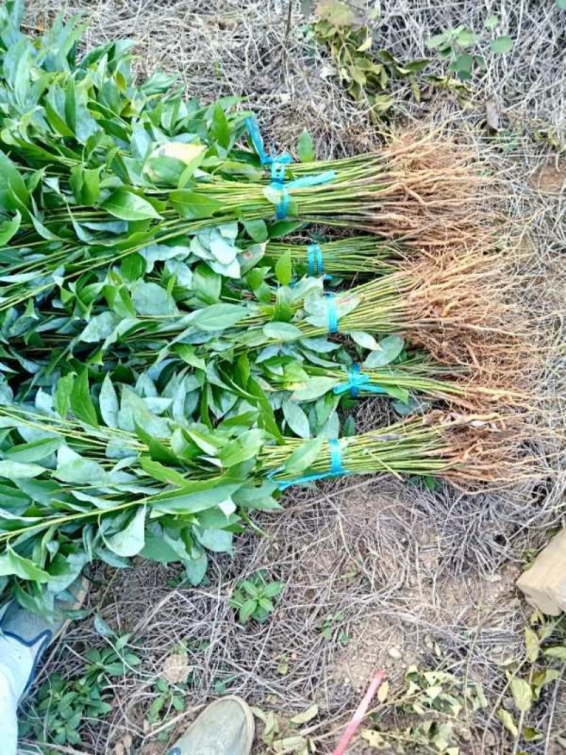 金丝楠木苗楠木苗桢楠苗雅楠苗黄花梨苗