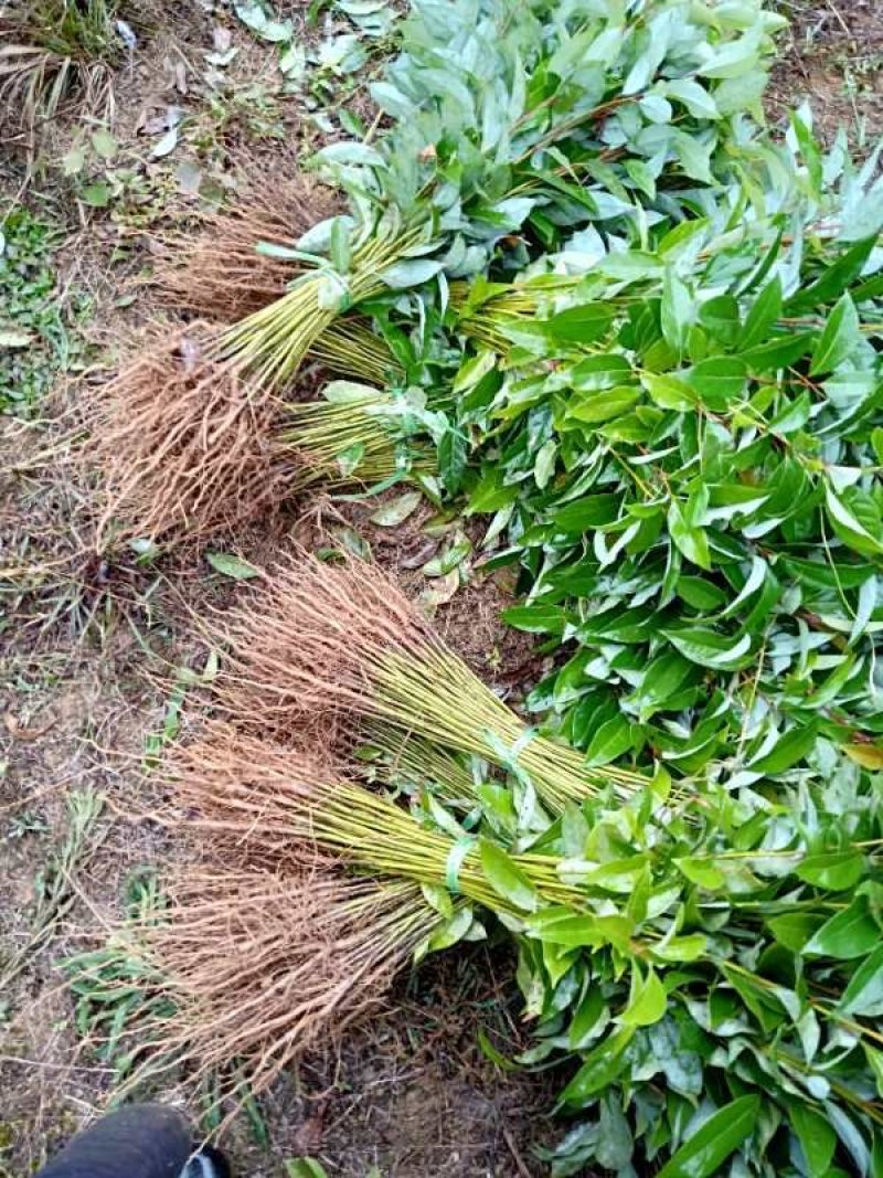 金丝楠木苗楠木苗桢楠苗雅楠苗黄花梨苗