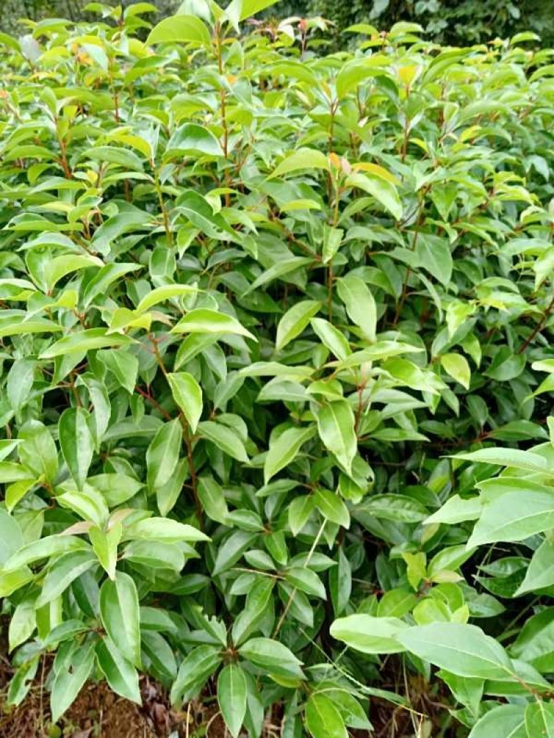 金丝楠木苗楠木苗桢楠苗雅楠苗黄花梨苗