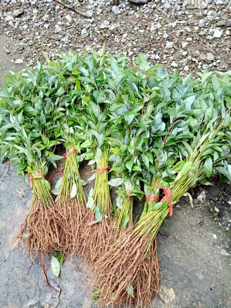 金丝楠木苗楠木苗桢楠苗雅楠苗黄花梨苗