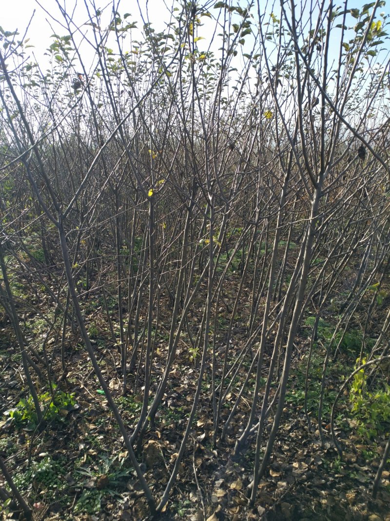 苹果苗1-3公分优质苹果苗便宜处理3-15公分工程苗
