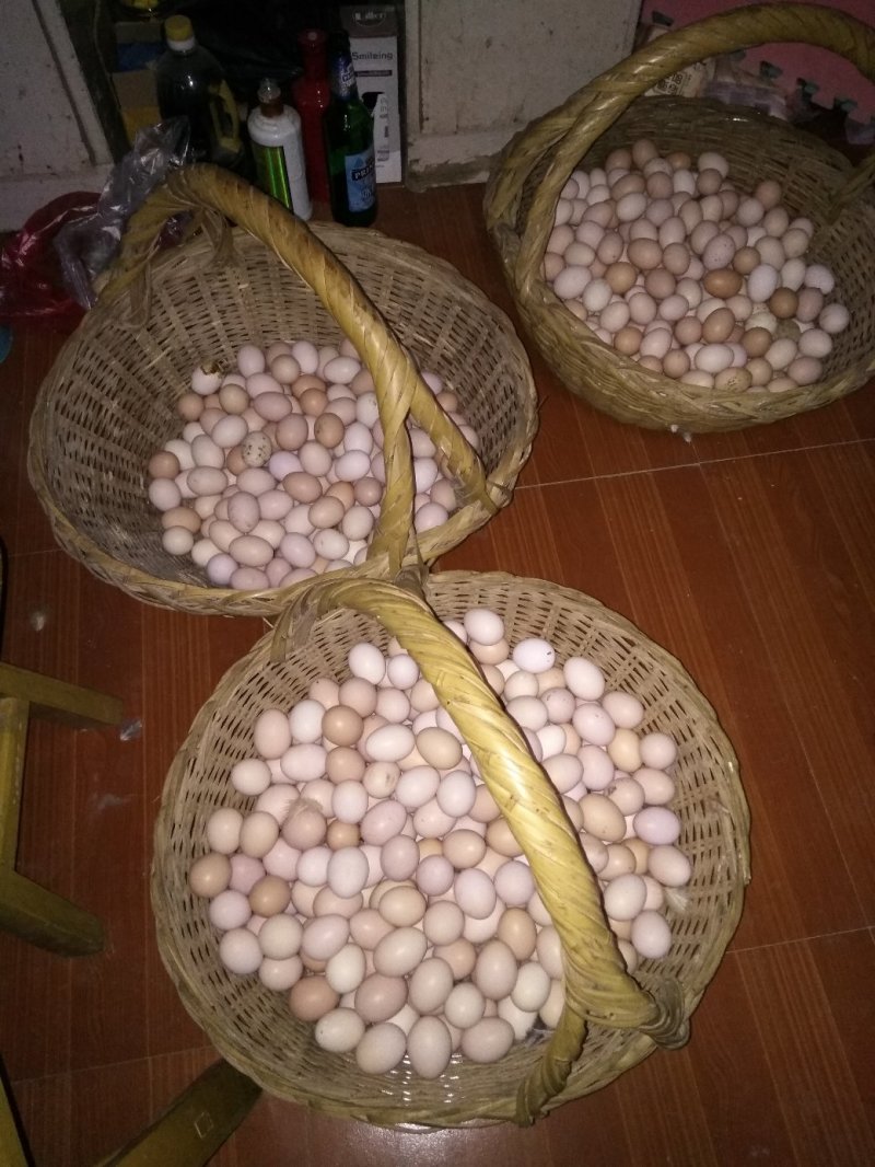 土鸡蛋50~60g，一件代发，林间散养