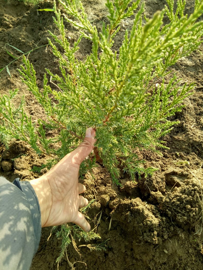 蜀桧墓地松小苗圆柏小苗桧柏小苗松柏小苗塔柏小苗基地直销