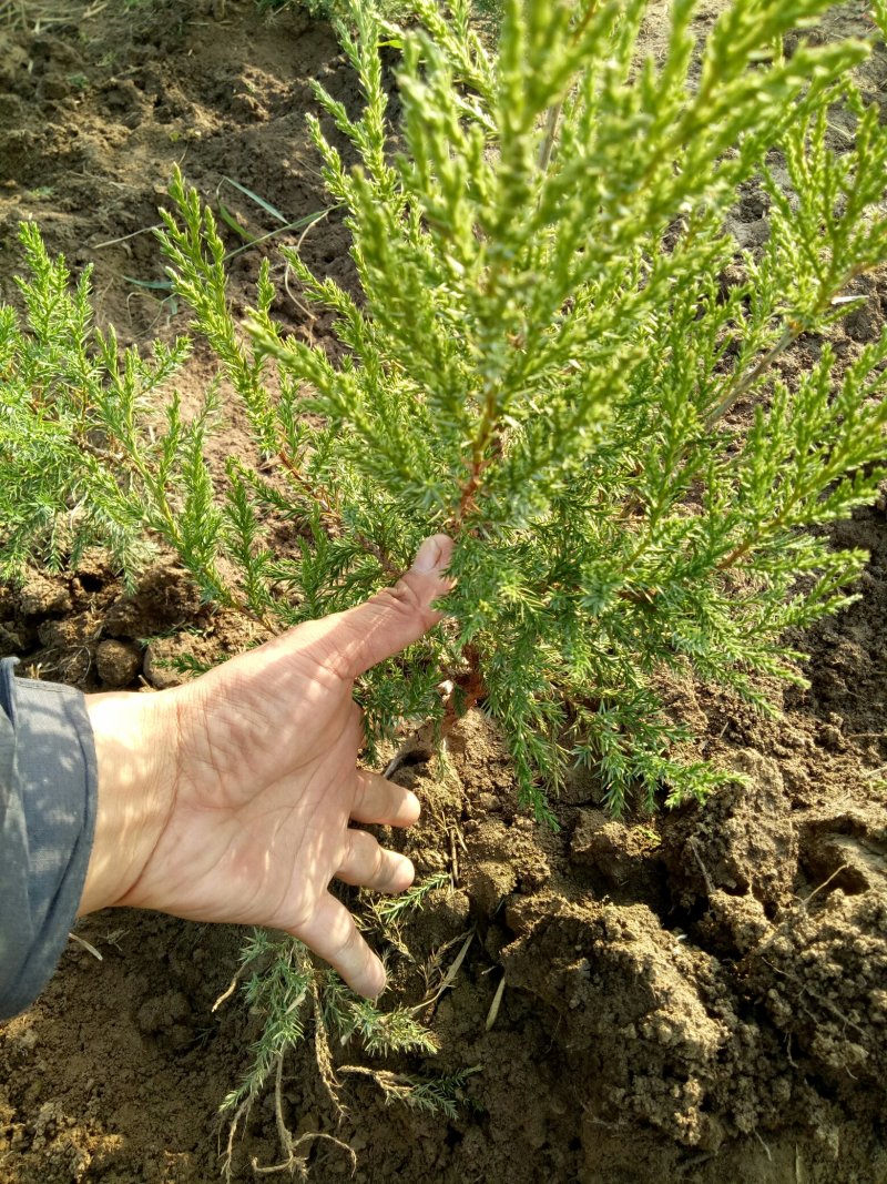 蜀桧墓地松小苗圆柏小苗桧柏小苗松柏小苗塔柏小苗基地直销