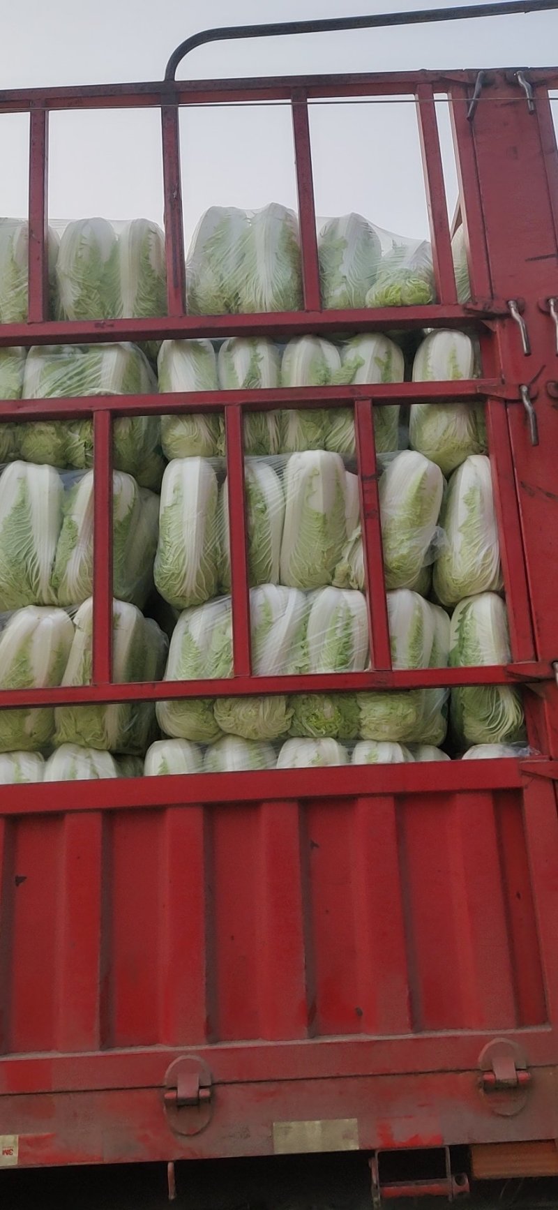 山东滕州大白菜北京新三号！黄心大白菜大量供应！