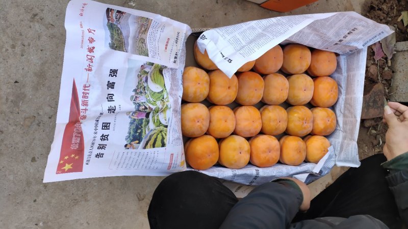 磨盘柿子，遵化党峪磨盘柿，正宗粘汤磨盘子。拥有百年美名！