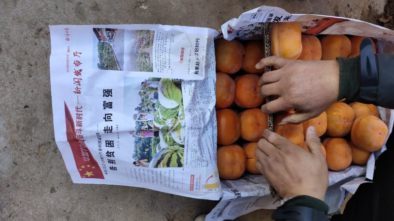 磨盘柿子，遵化党峪磨盘柿，正宗粘汤磨盘子。拥有百年美名！