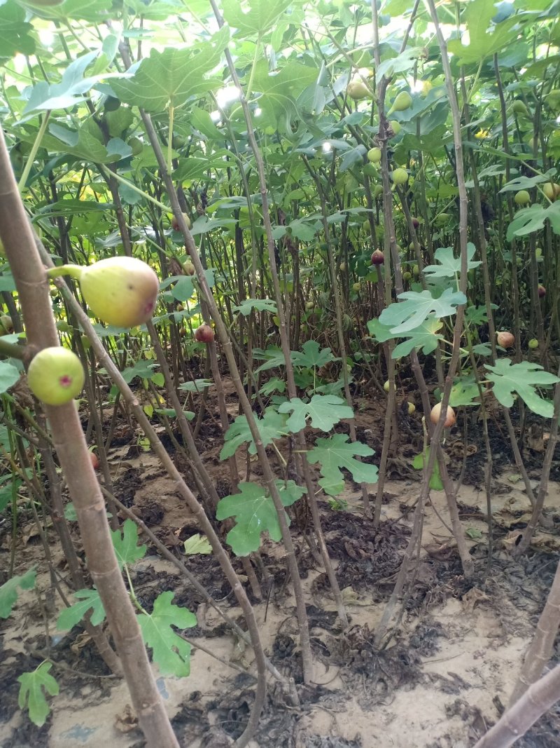 山东无花果苗，波姬红，布兰瑞克，大青皮，保湿包邮。