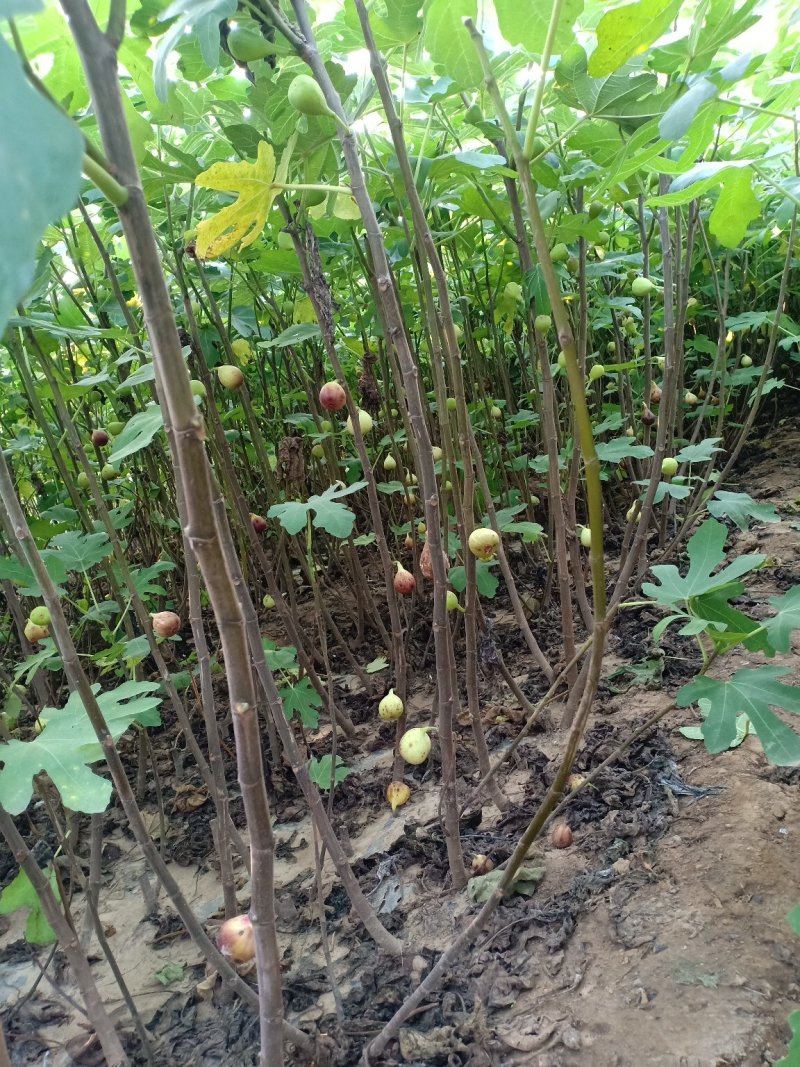 山东无花果苗，波姬红，布兰瑞克，大青皮，保湿包邮。