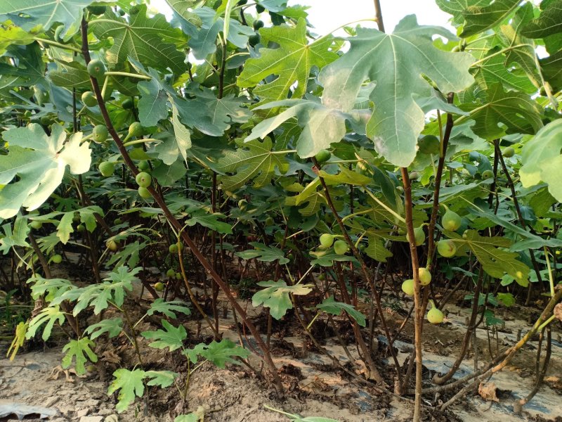山东无花果苗，波姬红，布兰瑞克，大青皮，保湿包邮。
