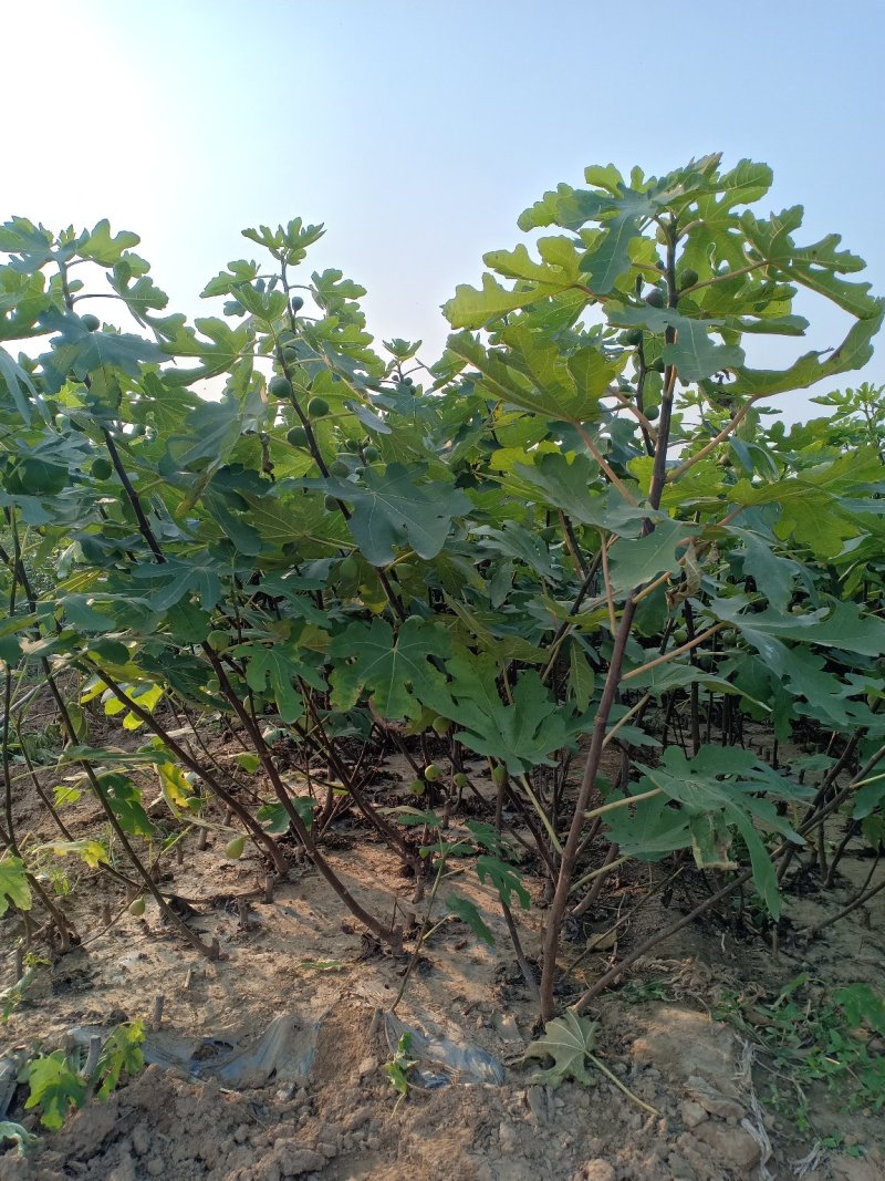 山东无花果苗，波姬红，布兰瑞克，大青皮，保湿包邮。