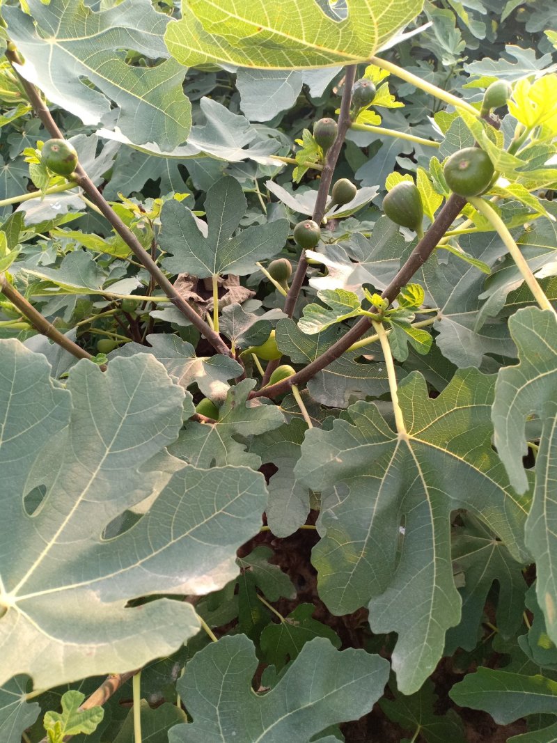 山东无花果苗，波姬红，布兰瑞克，大青皮，保湿包邮。