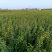 石榴苗甜石榴苗双花石榴苗软籽石榴。自产自销