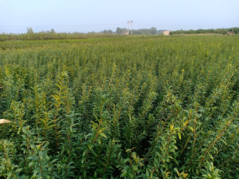 石榴苗甜石榴苗双花石榴苗软籽石榴。自产自销