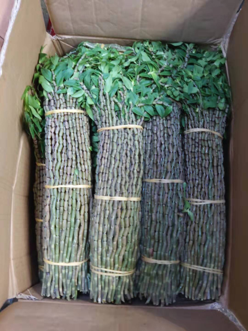 石斛铁皮石斛鲜条英茂条带叶红干长短都有可以选择
