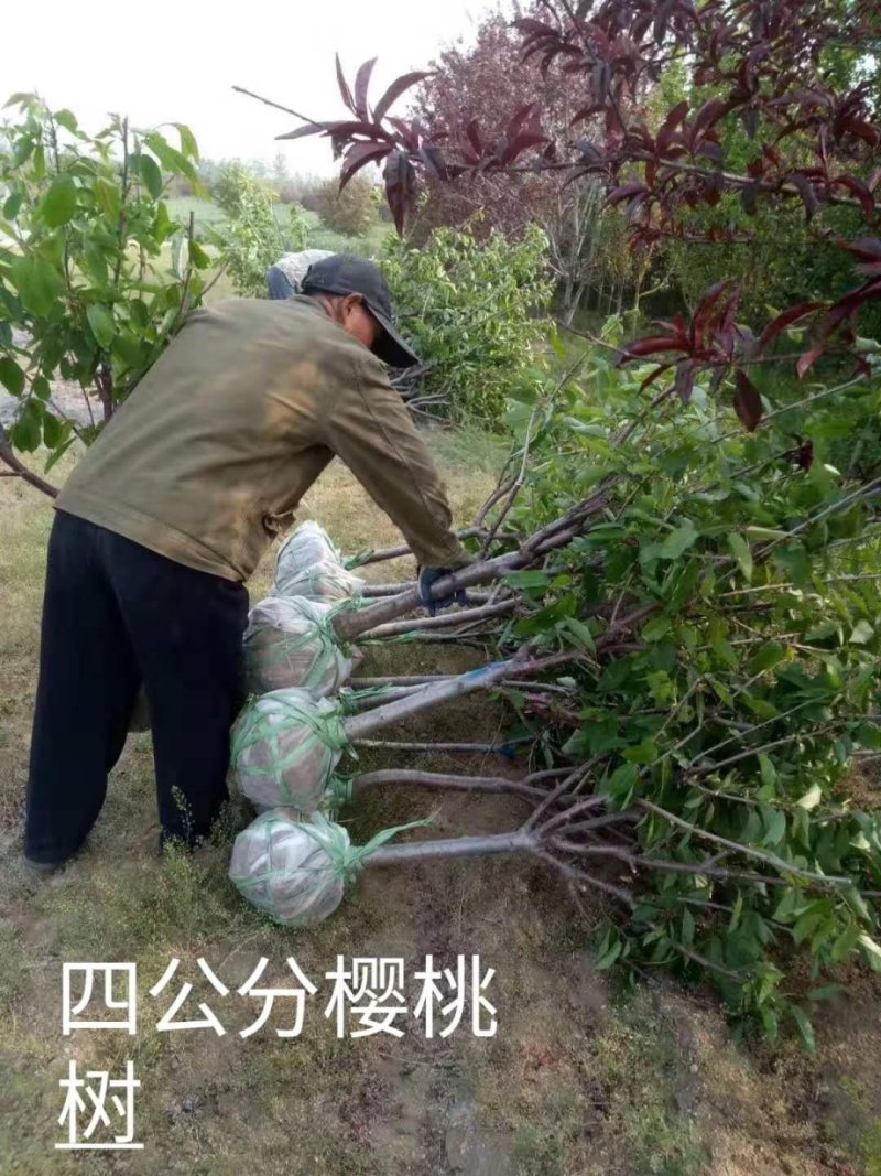 大樱桃树苗，车厘子树苗1-10年的大结果树