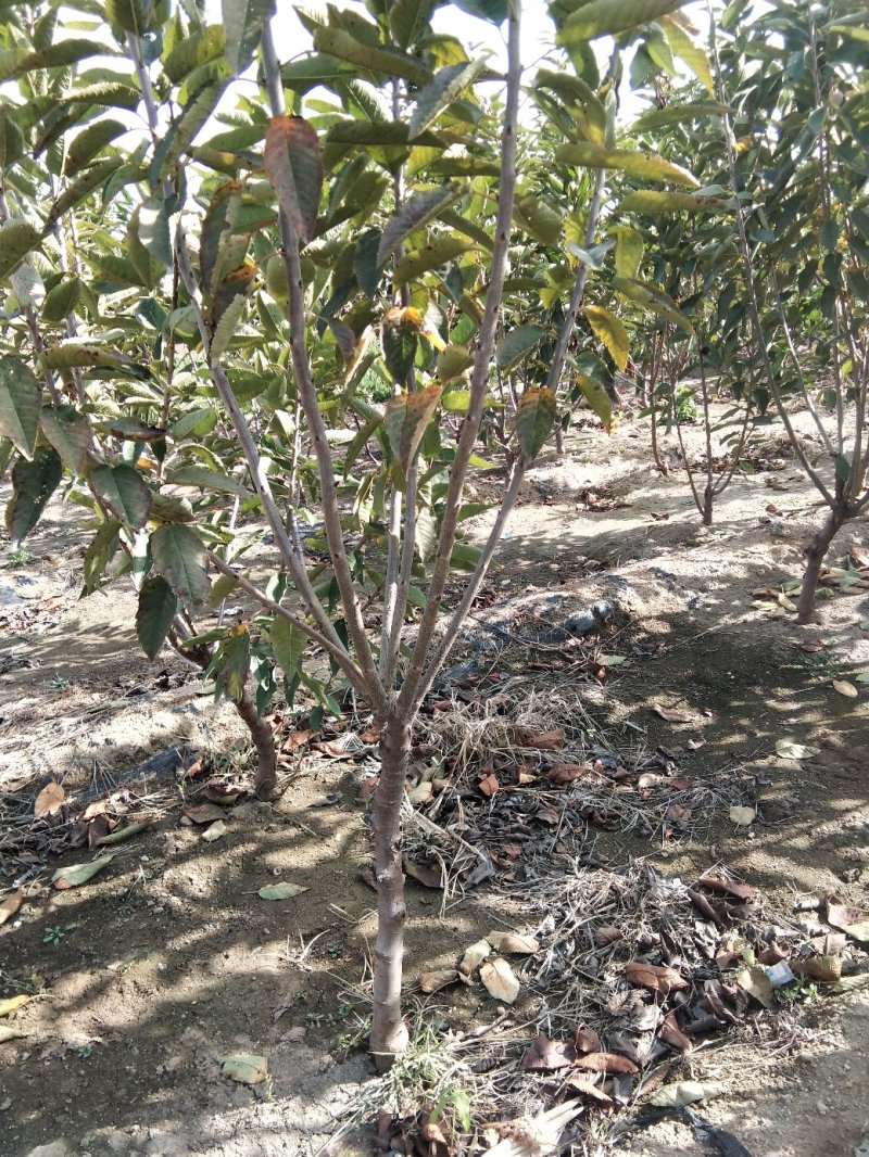 大樱桃树苗，车厘子树苗1-10年的大结果树