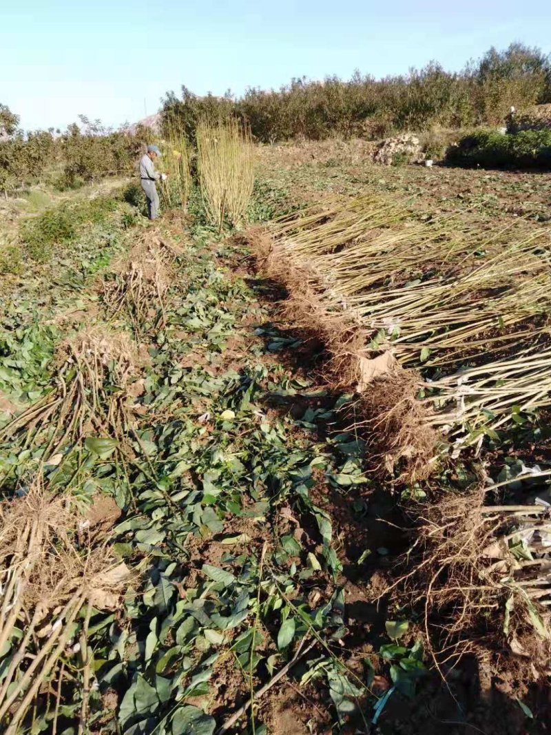 大樱桃树苗，车厘子树苗1-10年的大结果树