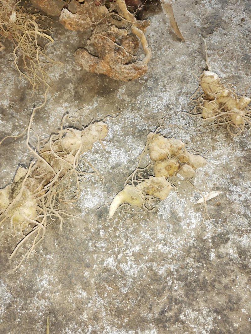 中药材