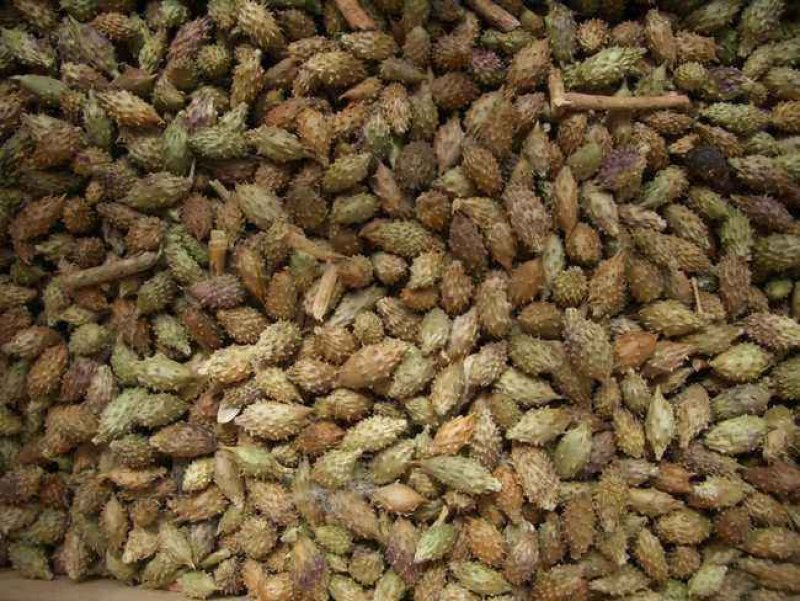 苍耳子，苍耳根