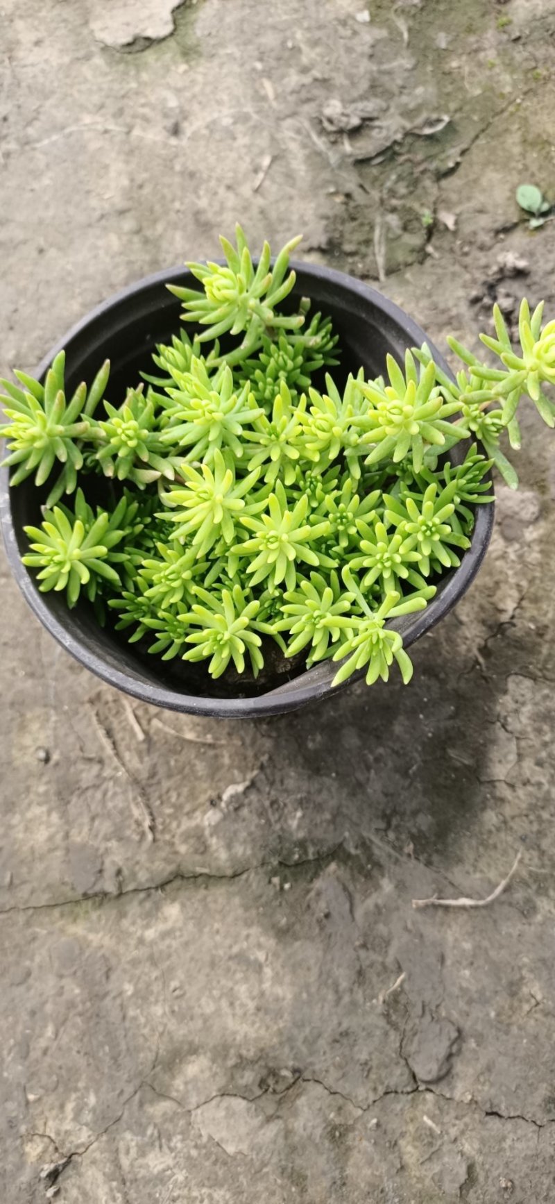 金叶佛甲草