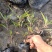 翠芦莉