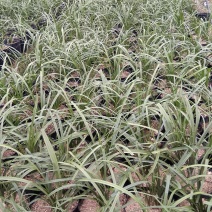 兰花熟草，基地供应，量大优惠