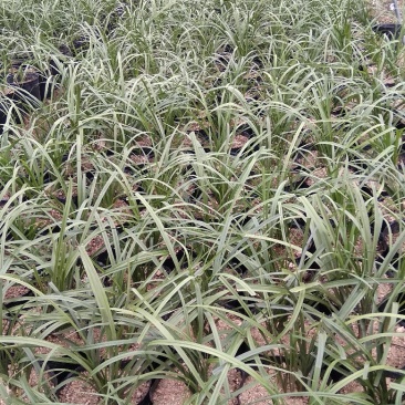 兰花熟草，基地供应，量大优惠
