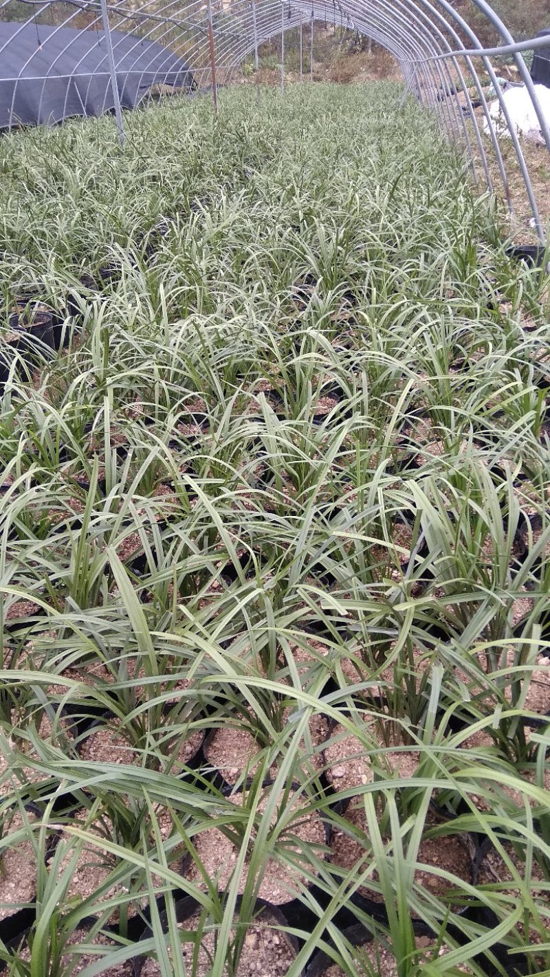 兰花熟草，基地供应，量大优惠