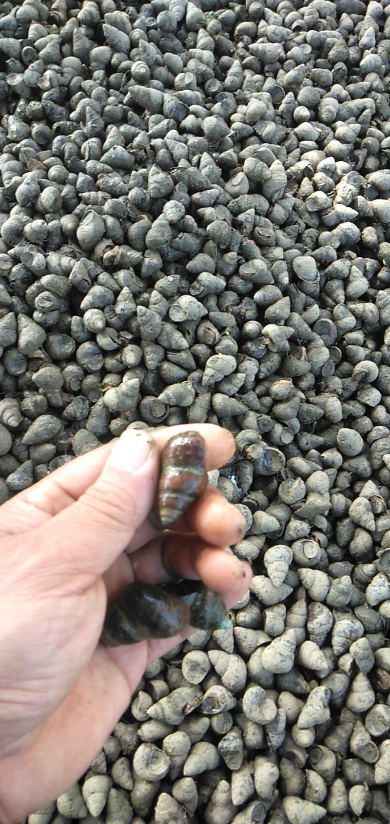清水虾塘田螺，各种规格都有，量大优惠，质量保证！