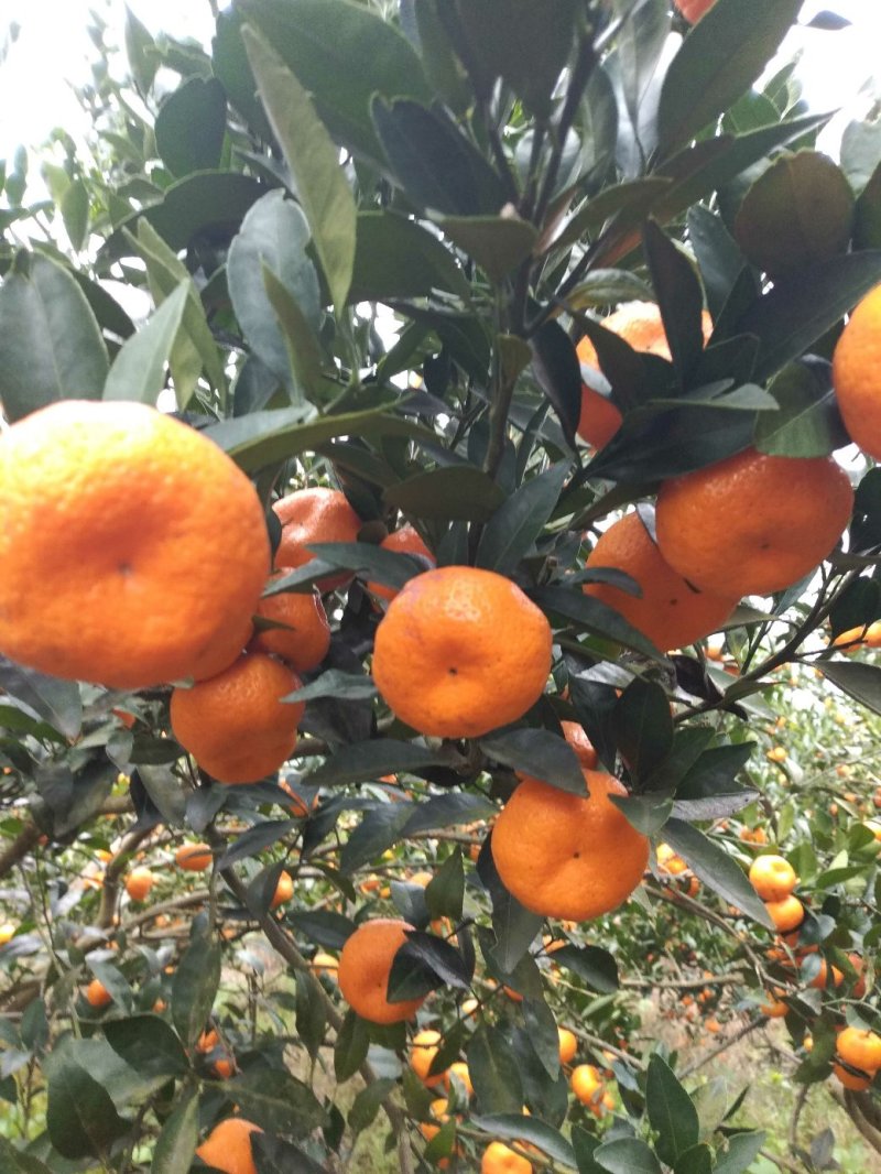 湖南省怀化市芷江侗族自治县禾梨坳乡山地优质小南丰贡桔。