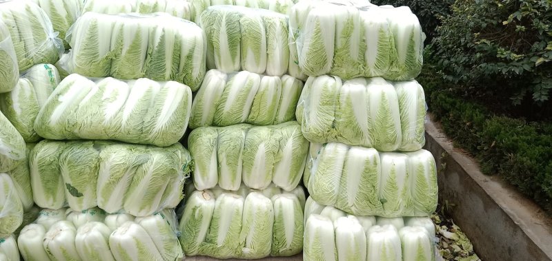 北京三号白菜包纸，精品打冷加工各种规格包装