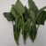 精品大叶菠菜，保质保量