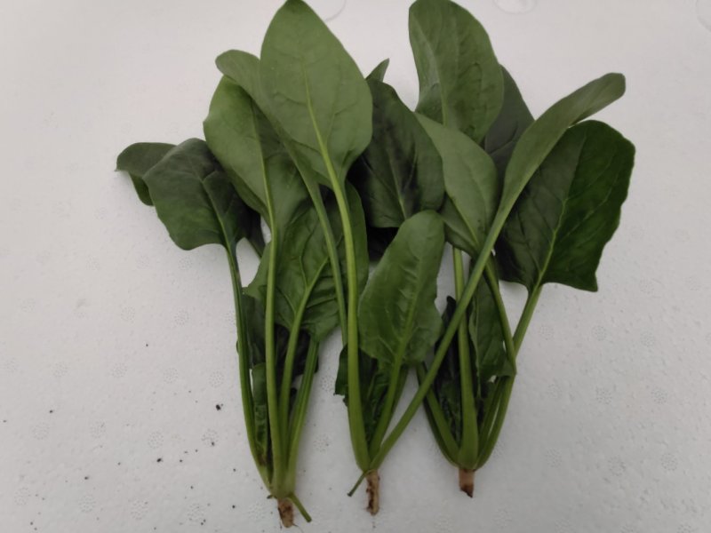 精品大叶菠菜，保质保量