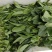 精品菠菜18～23公分，质优价廉，全国接单！