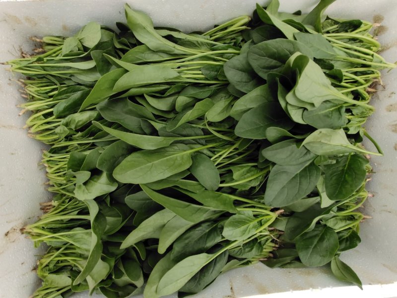 精品菠菜18～23公分，质优价廉，全国接单！